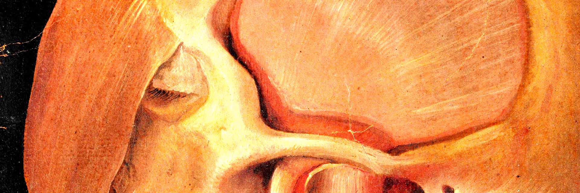Analysis and Synthesis in 16th-Century Anatomy