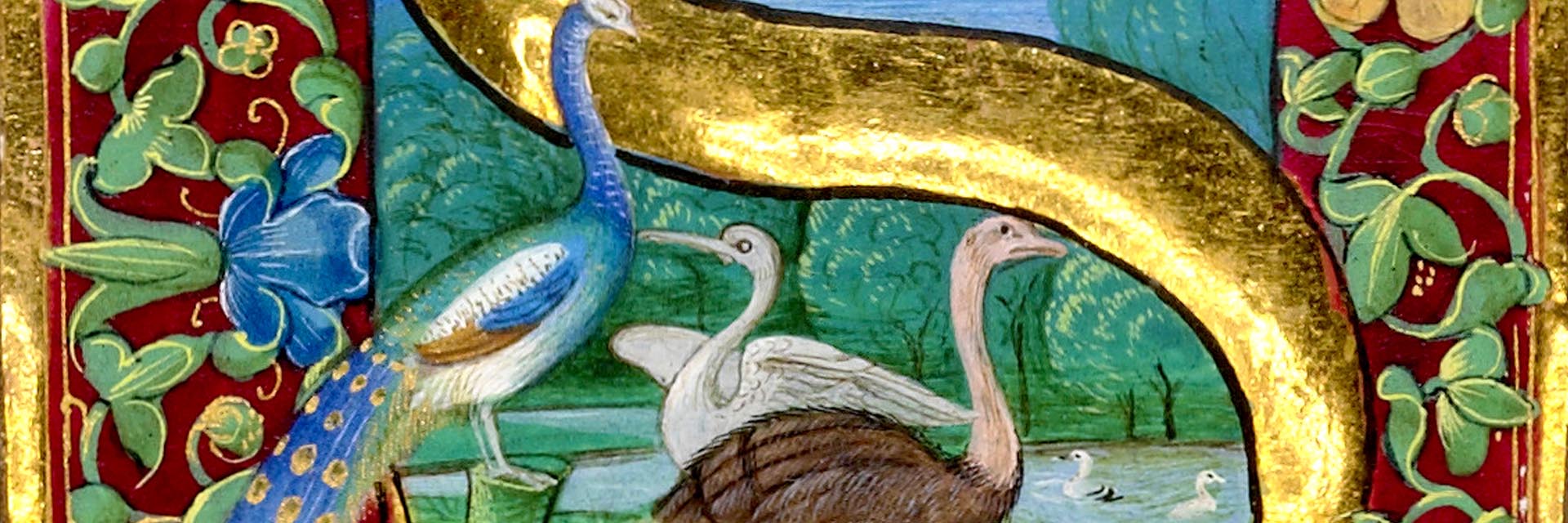 Pliny and Renaissance Gynaecology