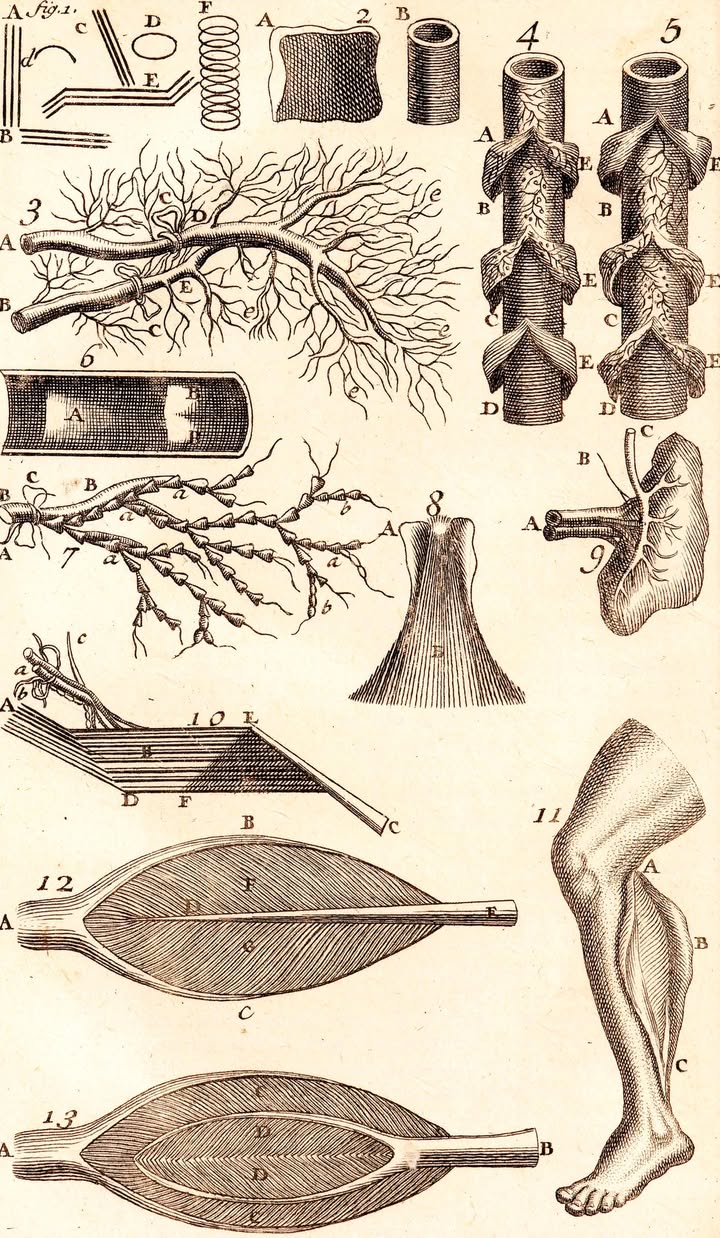 Centre for the Study of Medicine and the Body in the Renaissance - CSMBR